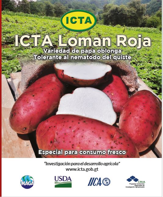 Papa ICTA Loman Roja, variedad de papa oblonga tolerante al nematodo del quiste